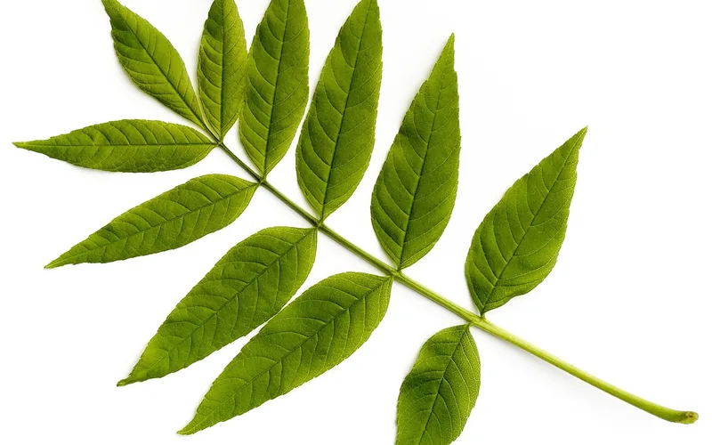 green ash tree compound leaf showing multiple oval leaflets on a stem