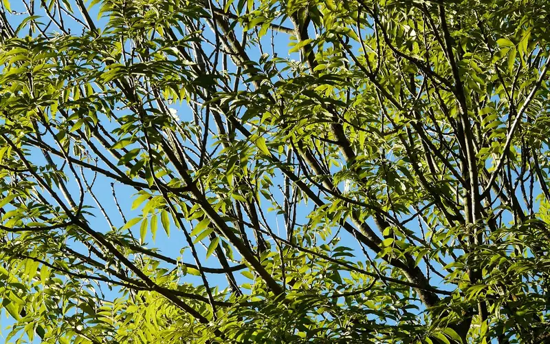common ash tree branches with compound leaves in a natural setting common ash tree branches with compound leaves in a natural setting