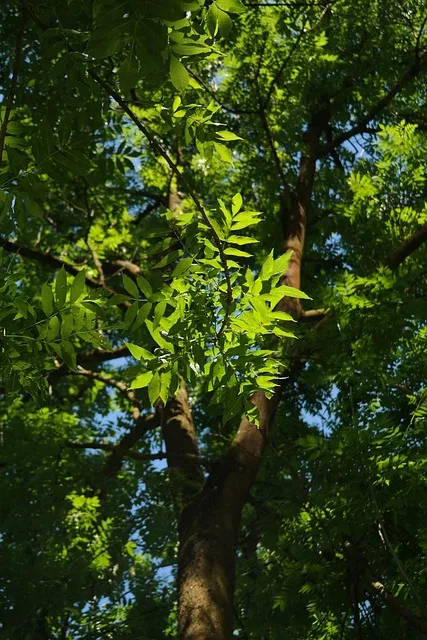 Ash tree branch with compound leaves for species identification