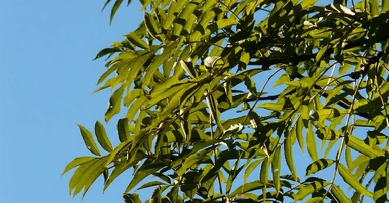 Ash tree branch with compound leaves, the species affected by emerald ash borer