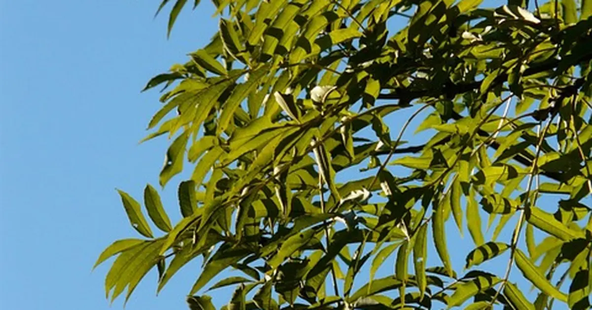Ash tree branch with compound leaves, the species affected by emerald ash borer