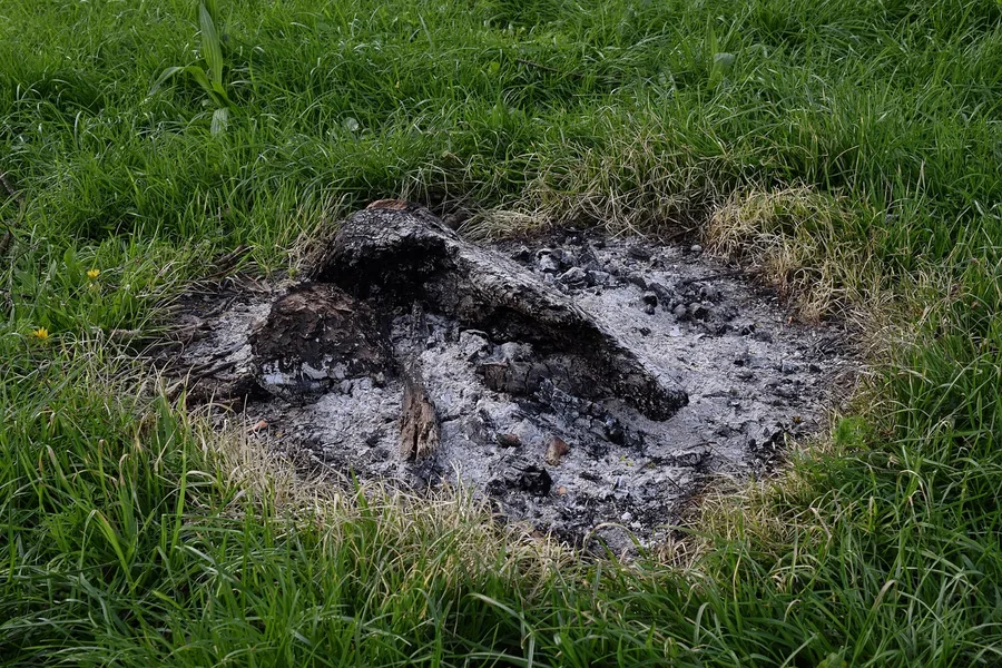 Cold grey wood ash left on grass after a campfire burned out