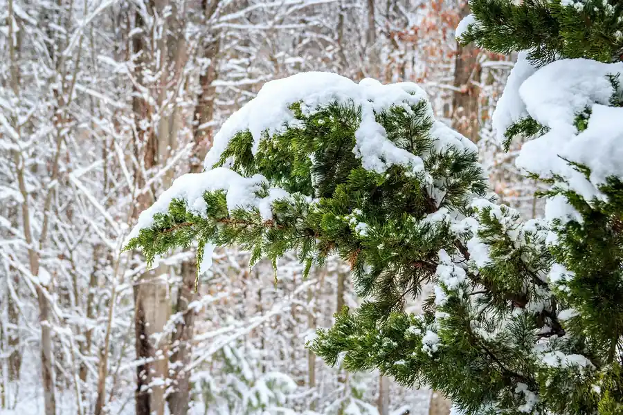 Snow-covered juniper foliage of an eastern red cedar tree