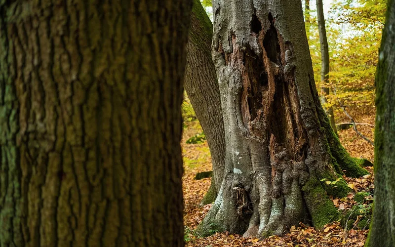 Dead ash tree trunk with bark damage from emerald ash borer infestation