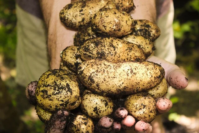 Freshly dug potatoes covered in garden soil