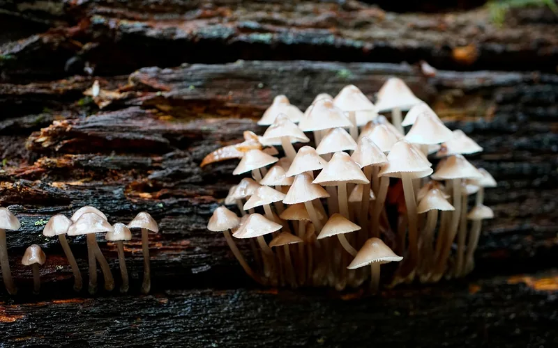 cluster of fungus growing on a decaying hardwood log surface cluster of fungus growing on a decaying hardwood log surface