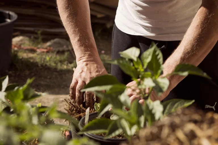 A gardener working soil around young vegetable plants