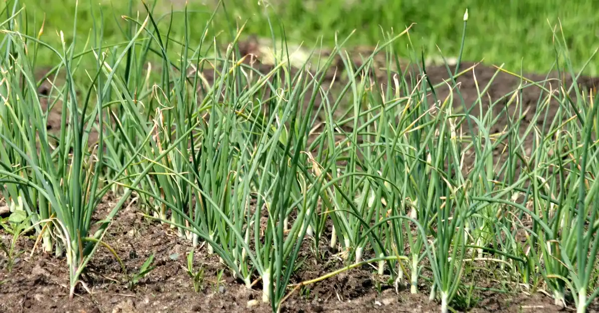 Young garlic plants growing in dark garden soil, the kind of bed where wood ash pH changes matter most