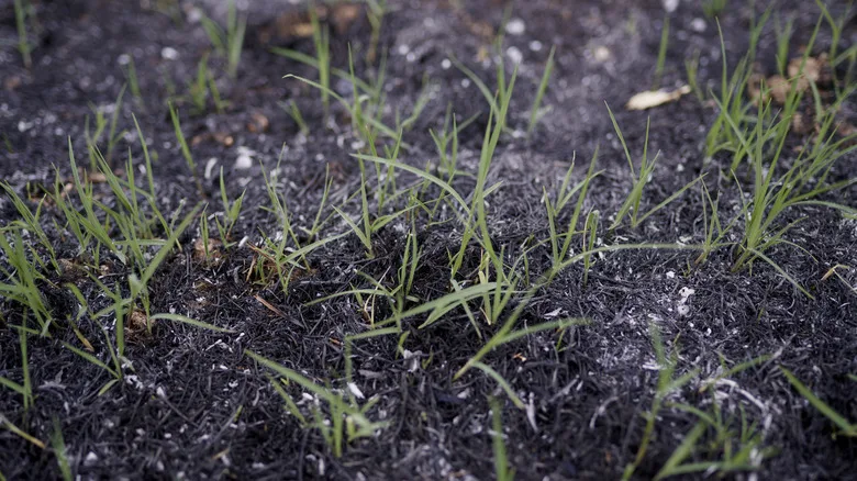 Green grass sprouting up through a layer of spread wood ash
