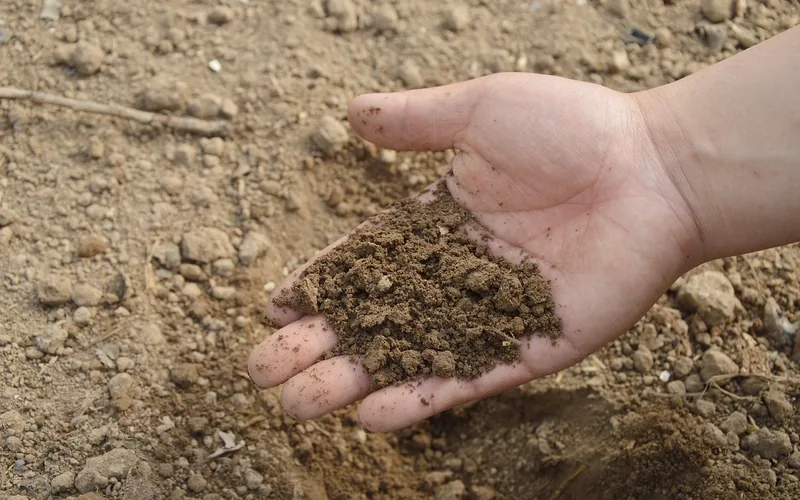 Hand working fertilizer and soil amendment into garden bed