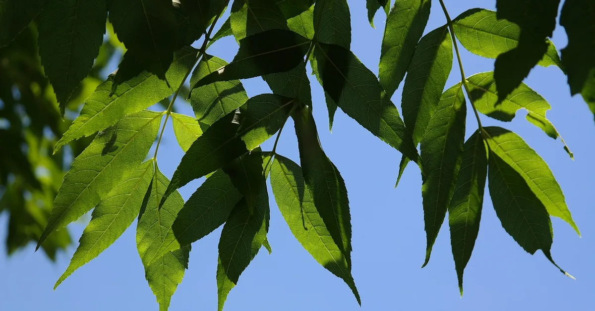 close-up of ash tree leaves showing compound leaflet structure used for identification