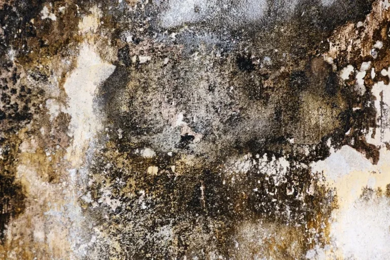 Black and grey mould patches spreading across a damp painted wall surface