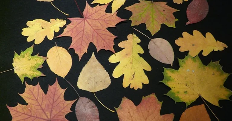 Collection of oak leaves and maple leaves side by side for comparison
