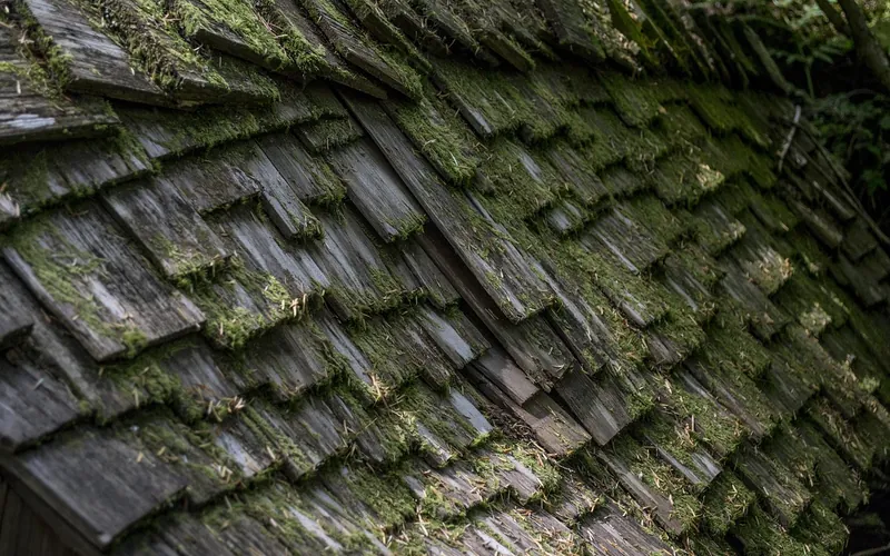 Old weathered wood shingles covered in moss on a shaded roof