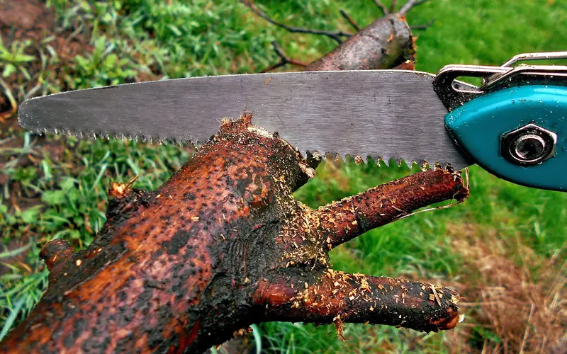 hand pruning saw cutting through a tree branch in a garden hand pruning saw cutting through a tree branch in a garden