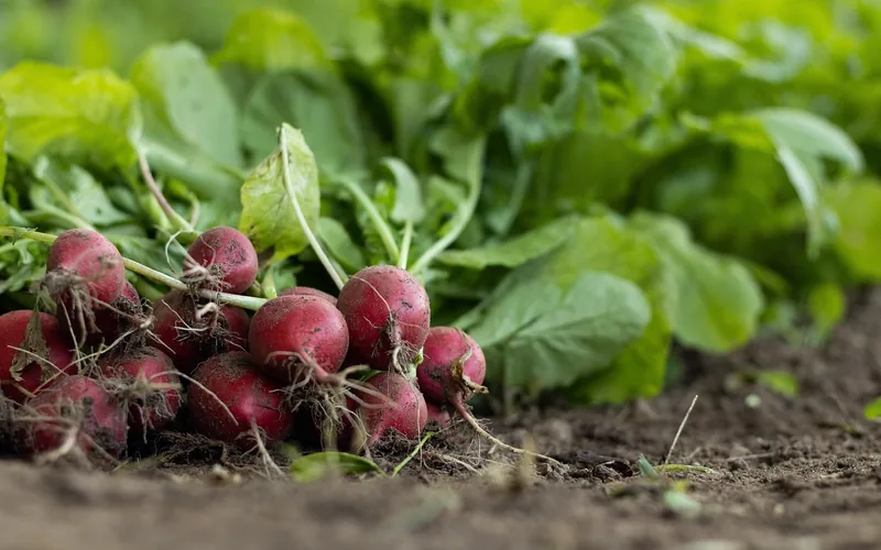 Freshly harvested radishes, a root vegetable sensitive to wood ash pH swings