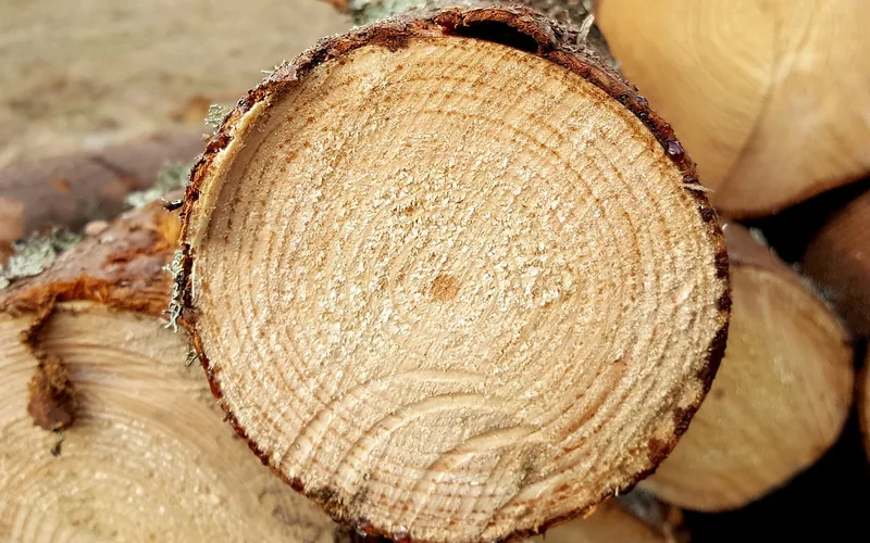 Stacked raw logs before being chipped into the wood fiber used in MDF Stacked raw logs before being chipped into the wood fiber used in MDF