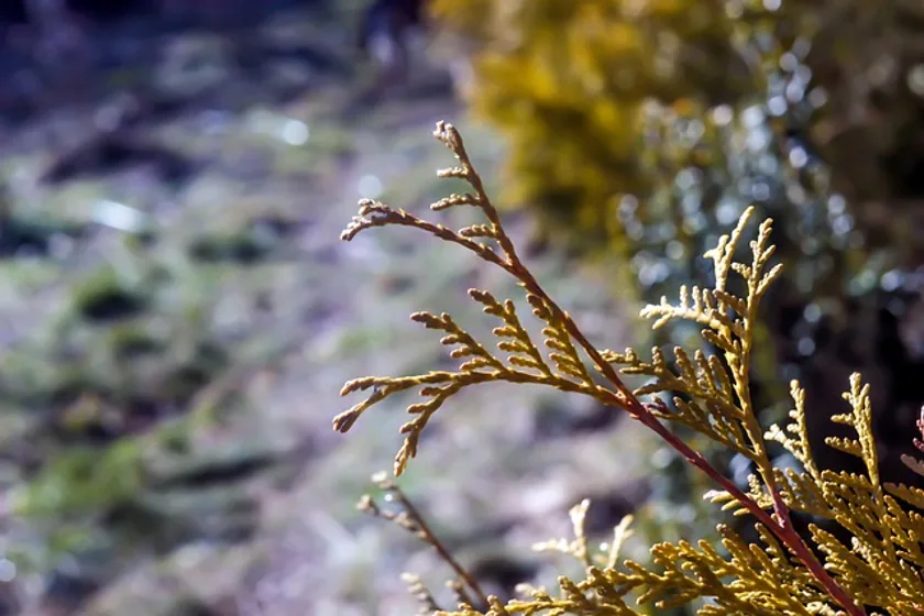 Northern white cedar branch with foliage close-up