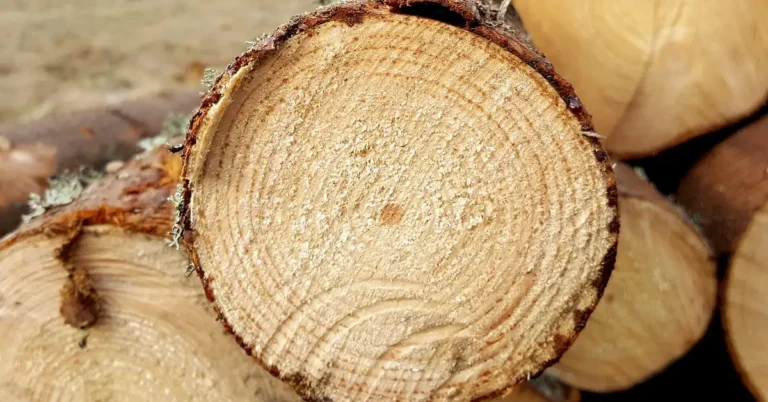 Why Does Ash Wood Smell Bad? (The Real Cause Explained)