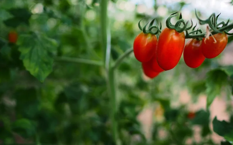 Tomato plants growing in garden soil that benefits from wood ash potassium