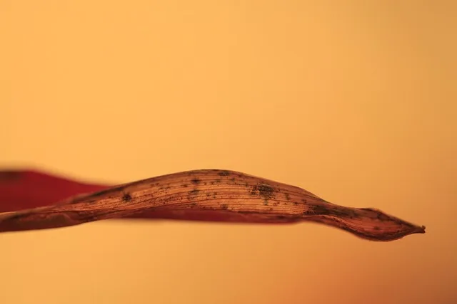Withered tree leaf showing dark fungal leaf-spot damage