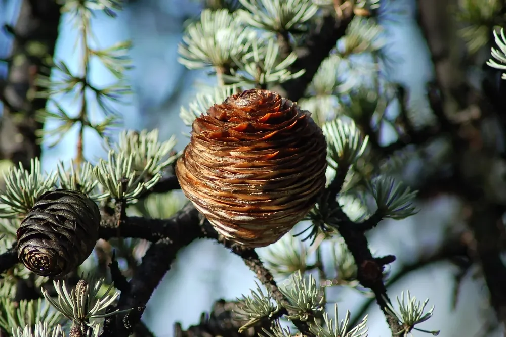 Cedrus deodara branch with a barrel-shaped cone and tufted needles