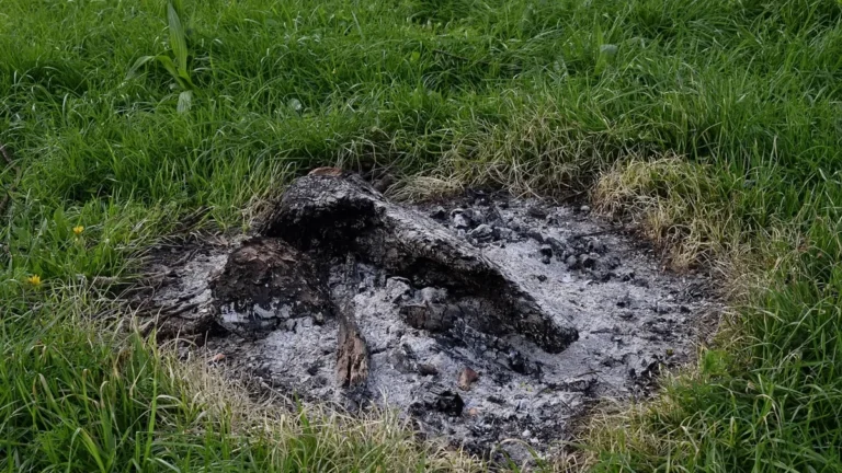 Gray wood ash left on the grass after a campfire