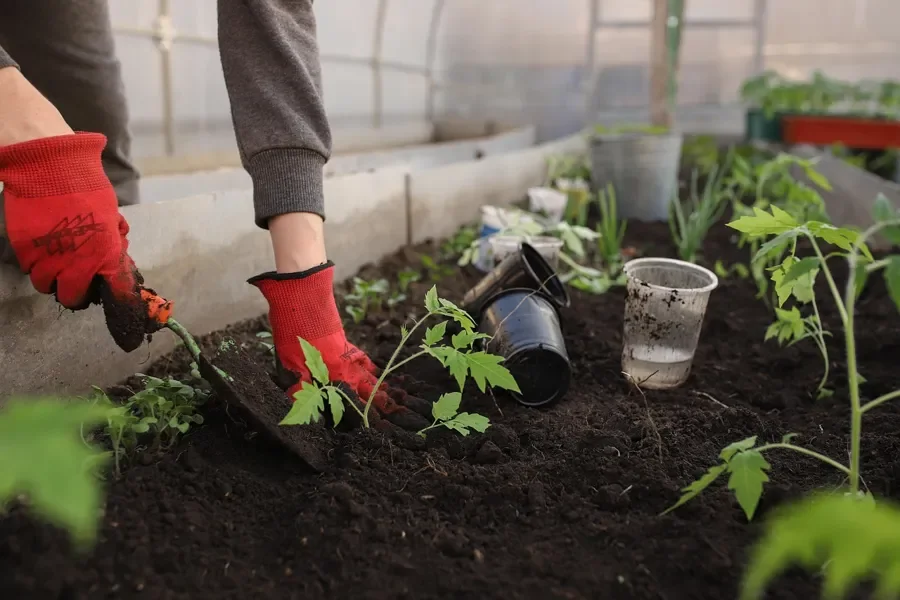 Gardener in red gloves planting seedlings in a dark raised garden bed