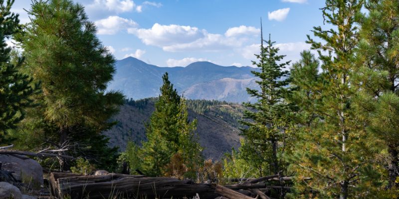 How Alpine Woods Capital Investors Works