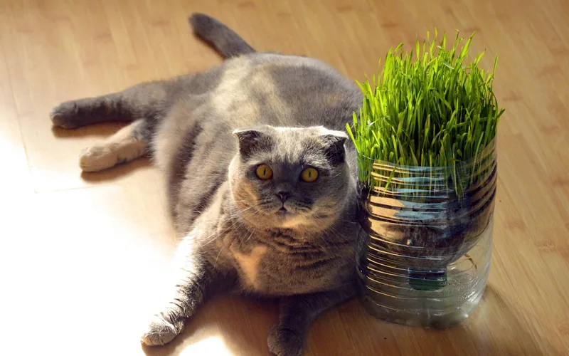 gray cat resting on hardwood floor near cat grass