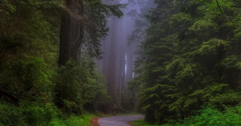 Misty coast redwood forest with a road winding between tall trees