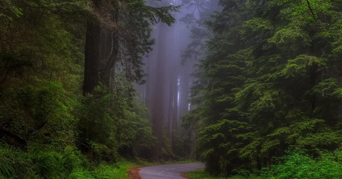 Misty coast redwood forest with a road winding between tall trees