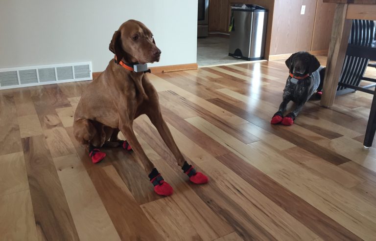 Dog Slippers for Wood Floors