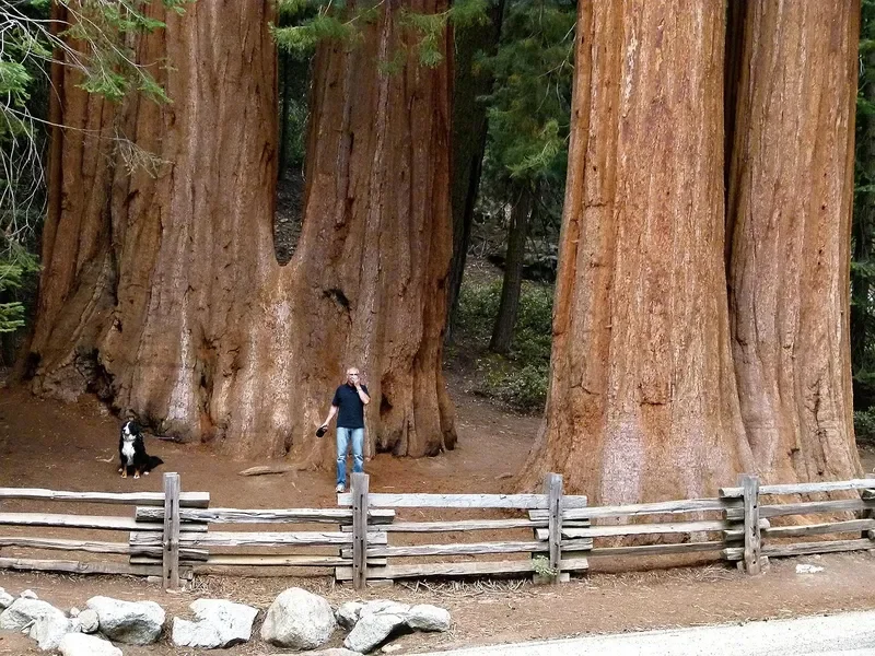Giant sequoia trunks with a visitor standing at the base for scale