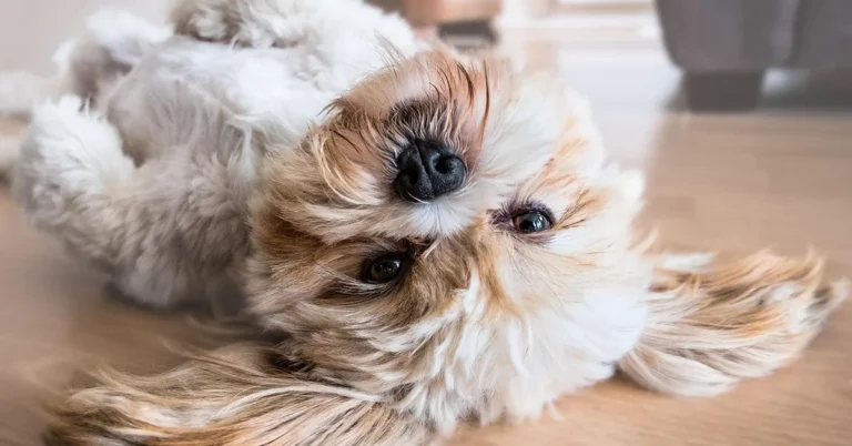 shih tzu dog lying on clean hardwood floor indoors