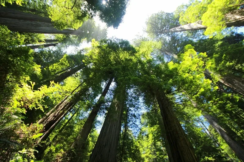 Looking up through the canopy of a redwood forest