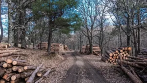Portable Sawmills for Homesteading: Costs, Capacity & Best Fit (2026)