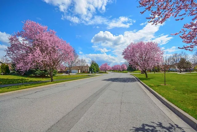 A quiet suburban subdivision street with sidewalks and similar single-family homes, typical of blocks named after wood species