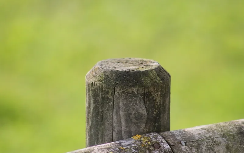 Weathered wooden fence post showing surface cracking and moss