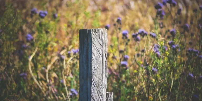 Wooden fence posts standing in a yard