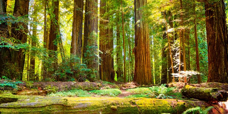 Do You Need a Reservation for Redwood National Park