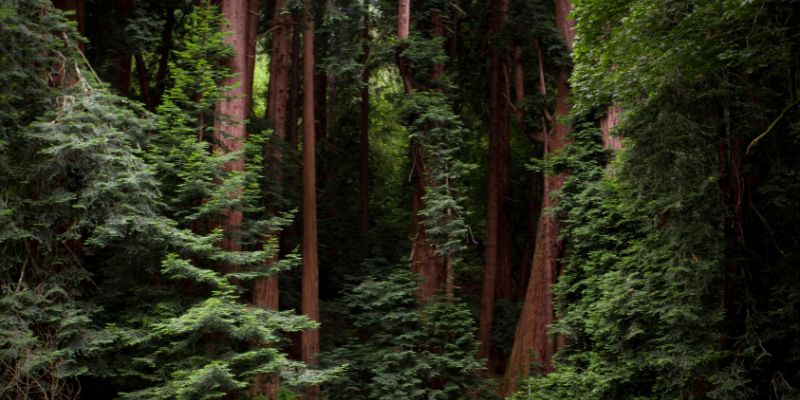 How Far Is San Francisco From The Redwood Forest