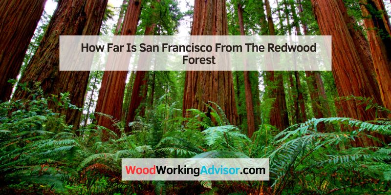 How Far Is San Francisco From The Redwood Forest