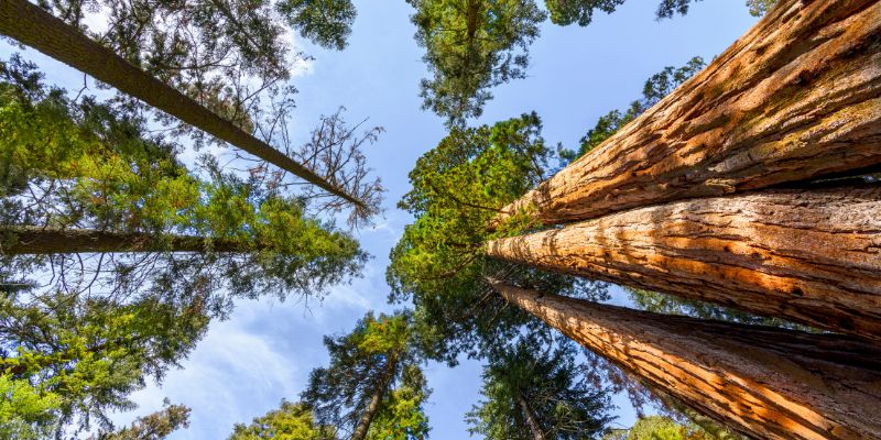 How Far Is San Francisco From The Redwood Forest