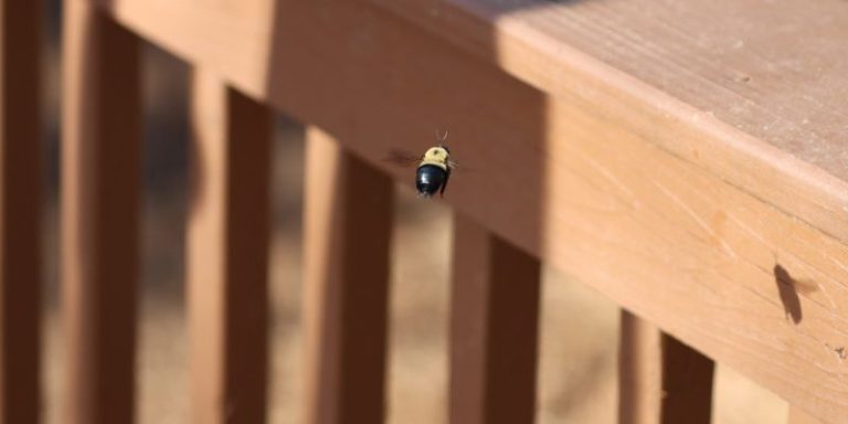 How to Keep Carpenter Bees from Eating Your Wood