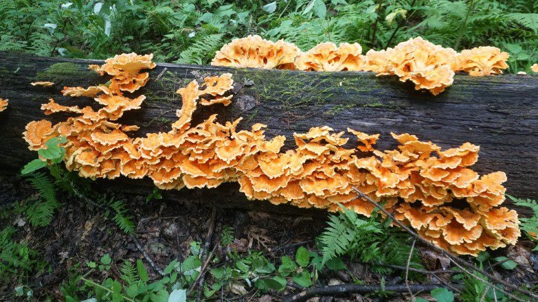 Jack O' Lantern Mushroom Vs Chicken Of The Woods