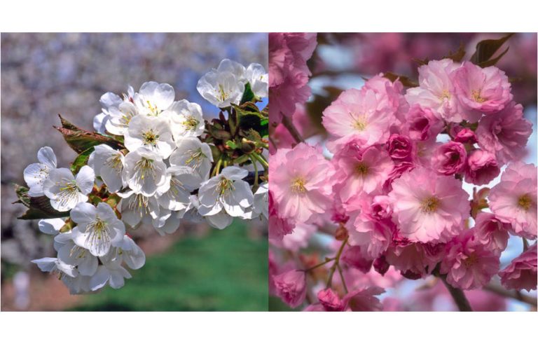 Are Cherry Blossom Trees the Same As Cherry Trees