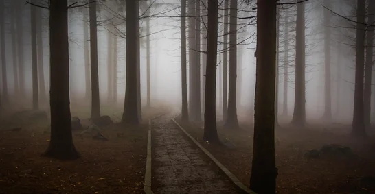 Foggy, spooky forest with tall pine trees
