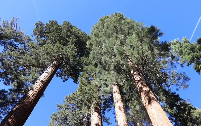 Giant sequoia canopy, Yosemite National Park Looking straight up at a giant sequoia's canopy and trunk against a blue Yosemite sky