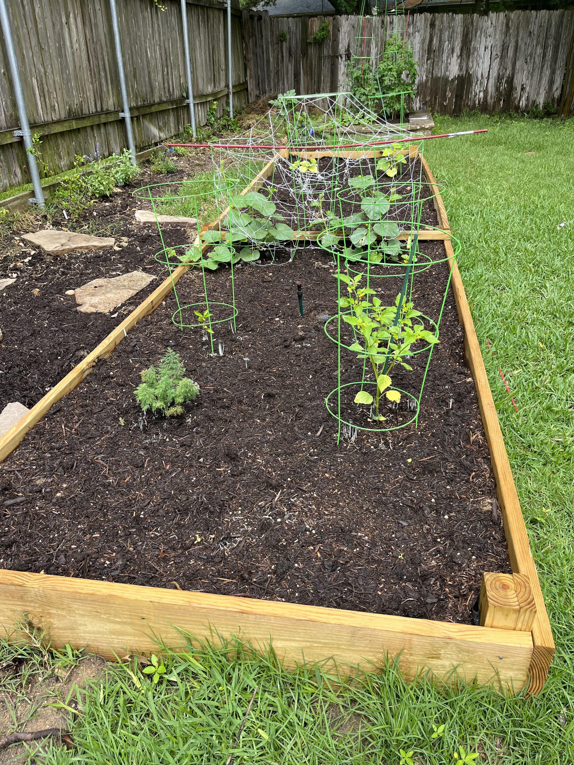 How Bad is Pressure Treated Wood for Vegetable Gardens